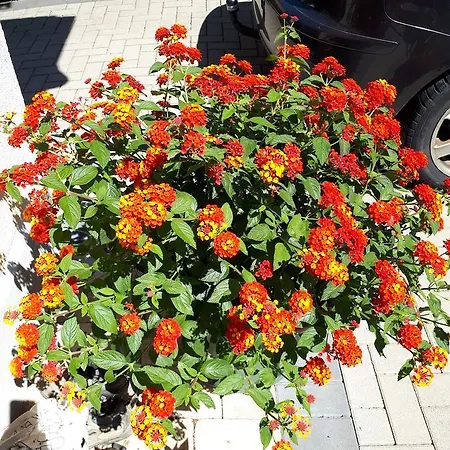 Gaestehaus Jufferpanorama 3* Brauneberg