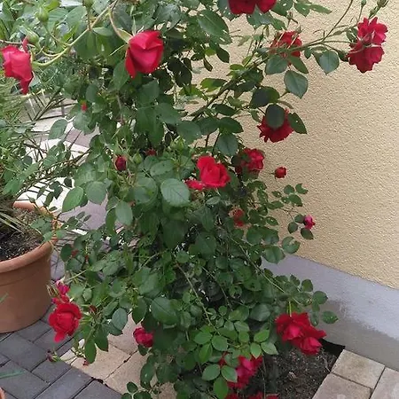 Gaestehaus Jufferpanorama