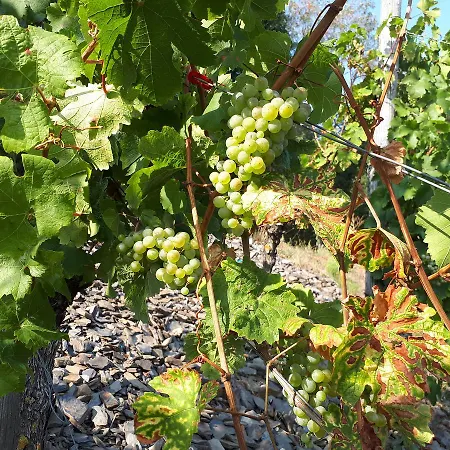 Gaestehaus Jufferpanorama 3* Brauneberg