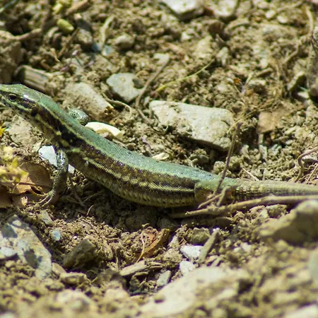 Pensionat Gaestehaus Jufferpanorama 3*