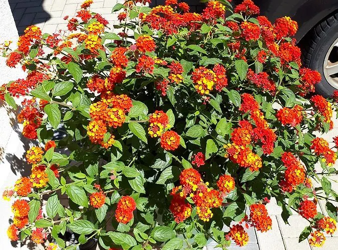 Gaestehaus Jufferpanorama 3* 브라운버그