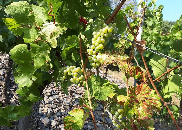 Gaestehaus Jufferpanorama 3* Brauneberg