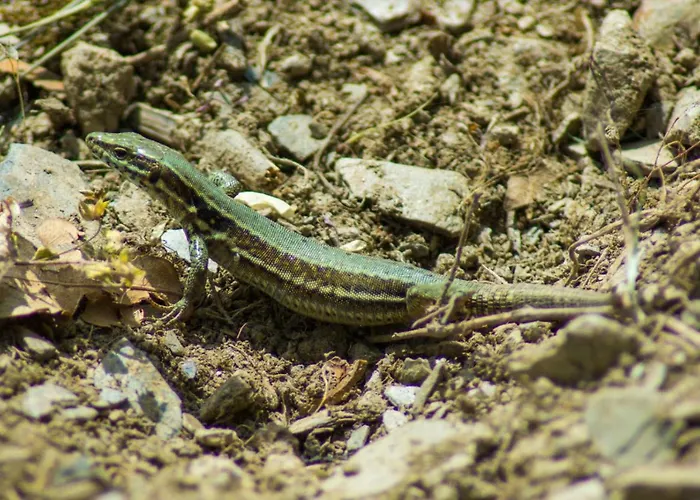 게스트하우스 Gaestehaus Jufferpanorama 3*